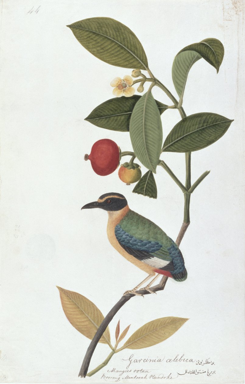 Large Woodshrike, from Drawings of Birds from Malacca, c.1805-18 (wc on paper) od Chinese School