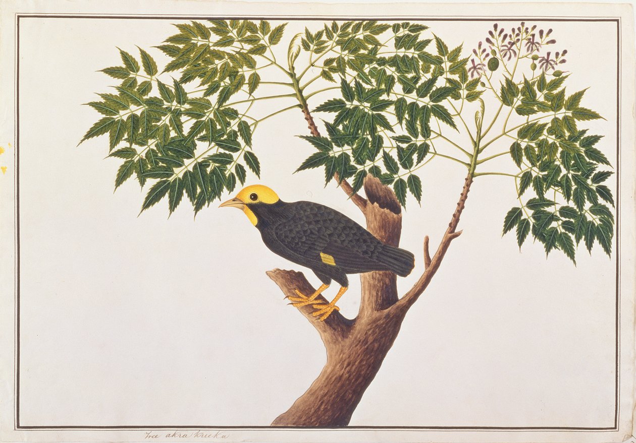 Myna zlatochocholatá, z kresby ptáků z Malacca, kolem 1805-18 (wc na papíře) od Chinese School