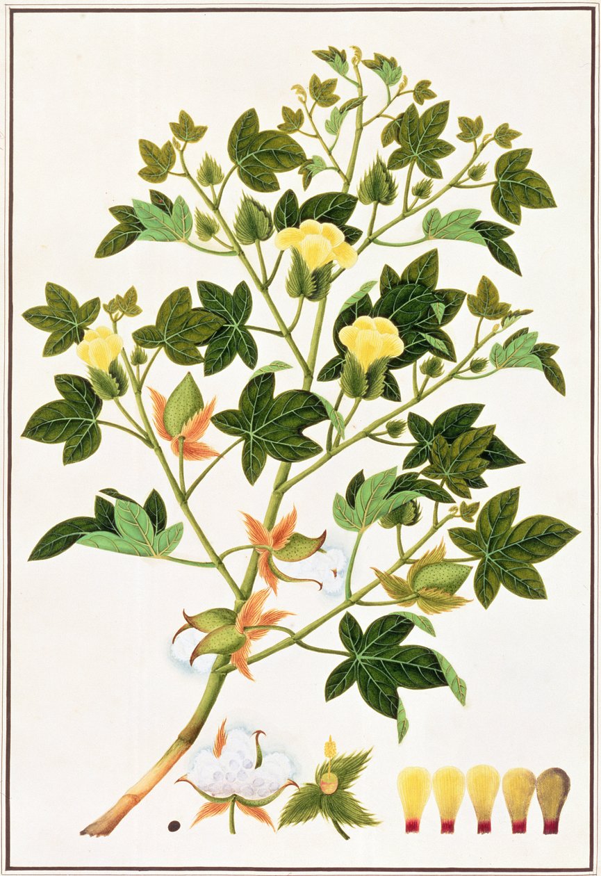 Gopypium Arboreum nebo Cotton Plant, c.1805-18 (wc na papíře) od Chinese School