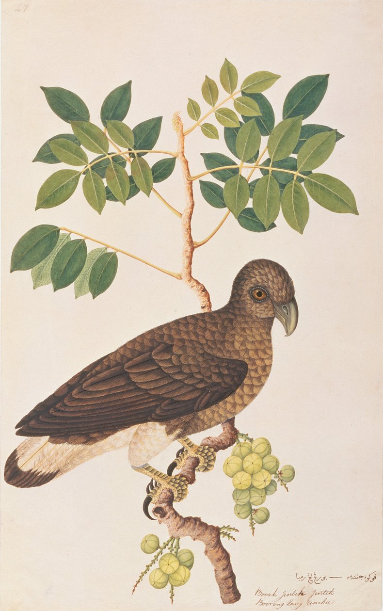 Orel šedohlavý, z kresby ptáků z Malacca, kolem 1805-18 (wc na papíře) od Chinese School