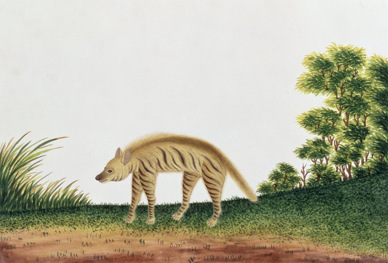 Hyena, z kreseb zvířat, hmyzu a plazů z Malacca, kolem 1805-18 (wc a kvaš na papíře) od Chinese School