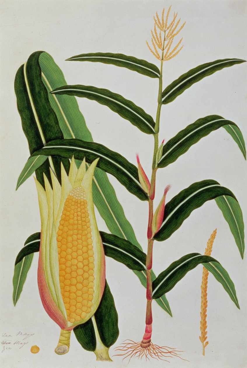 Jagong nebo indická kukuřice, z výkresů rostlin z Malacca, c.1805-18 (wc na papíře) od Chinese School