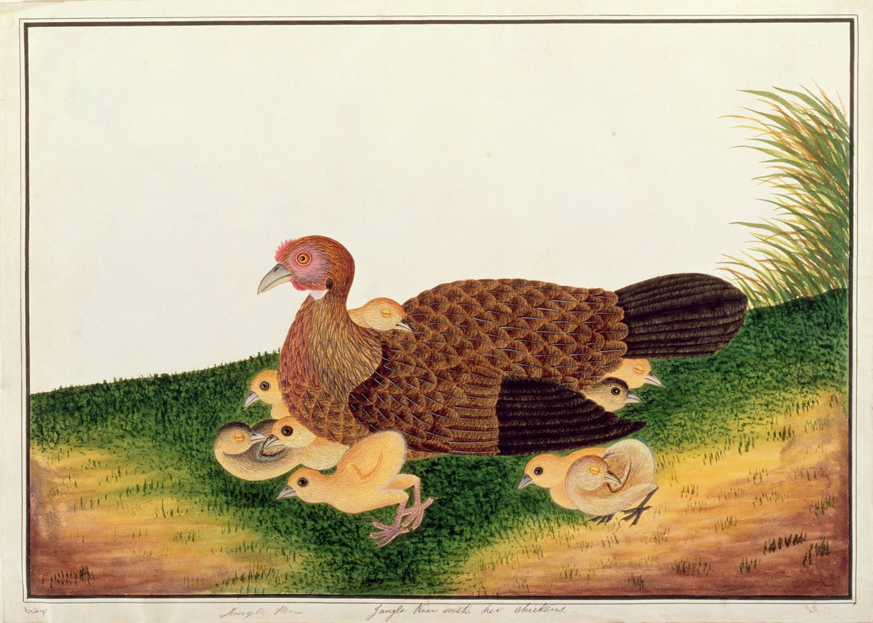 Jangle Hen se svými kuřaty, z Kresby ptáků z Malacca, kolem 1805-18 (wc na papíře) od Chinese School