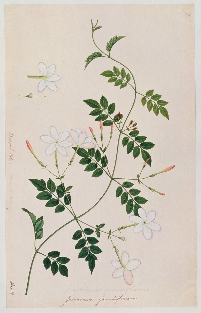 Jasminum grandiflorum, z výkresů rostlin z Malacca, kolem 1805-18 (wc na papíře) od Chinese School