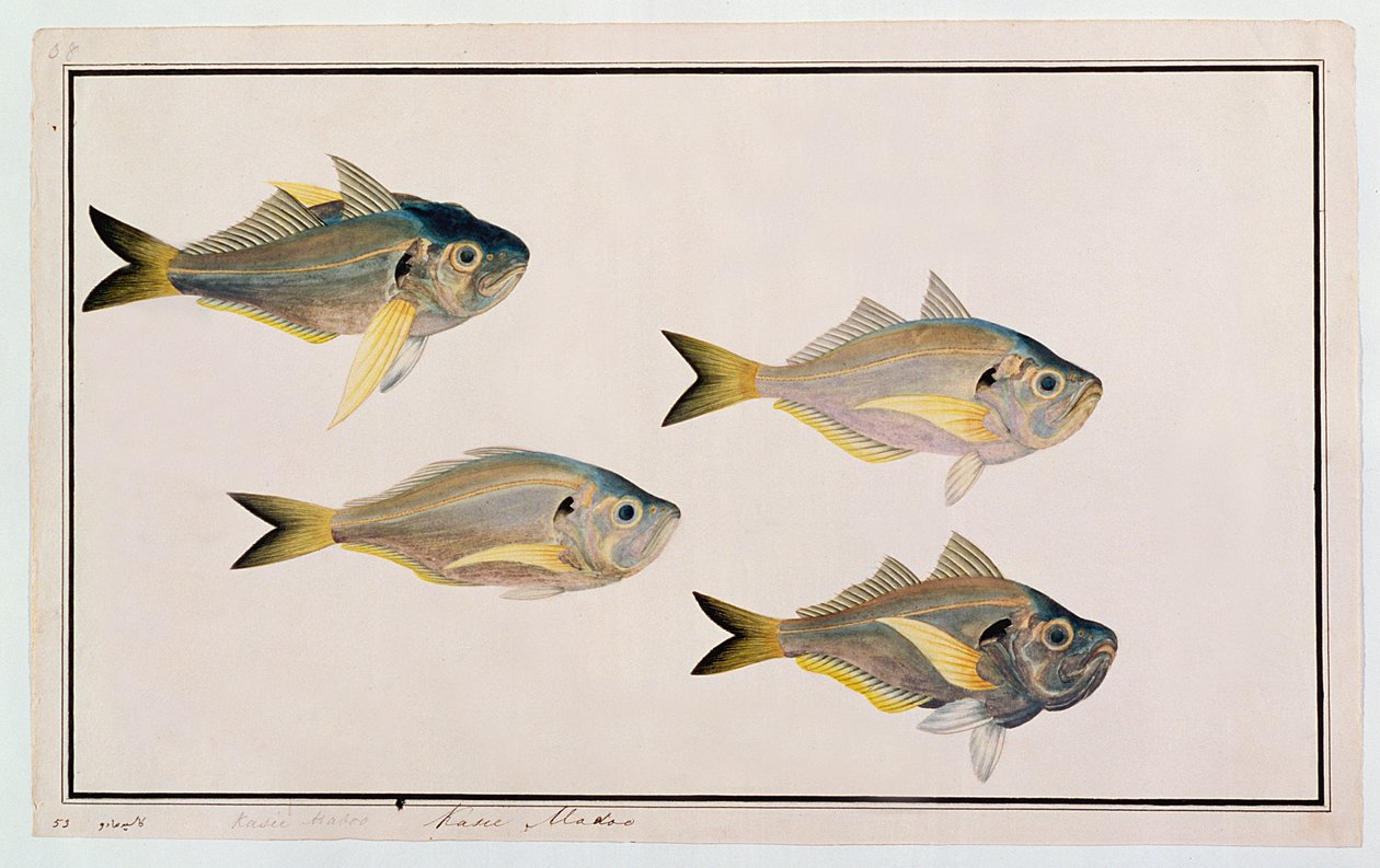 Kasee Madoo, z Drawings of Fishes from Malacca, c.1805-18 (wc na papíře) od Chinese School