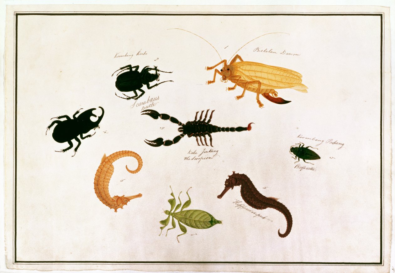 Koombang Kerbo, Bielalan Dawon, Kala Jinking, Koombang Padang, Hippocampus, z kreseb zvířat, hmyzu a plazů z Malacca, kolem 1805-18 (wc a kvaš na papíře) od Chinese School