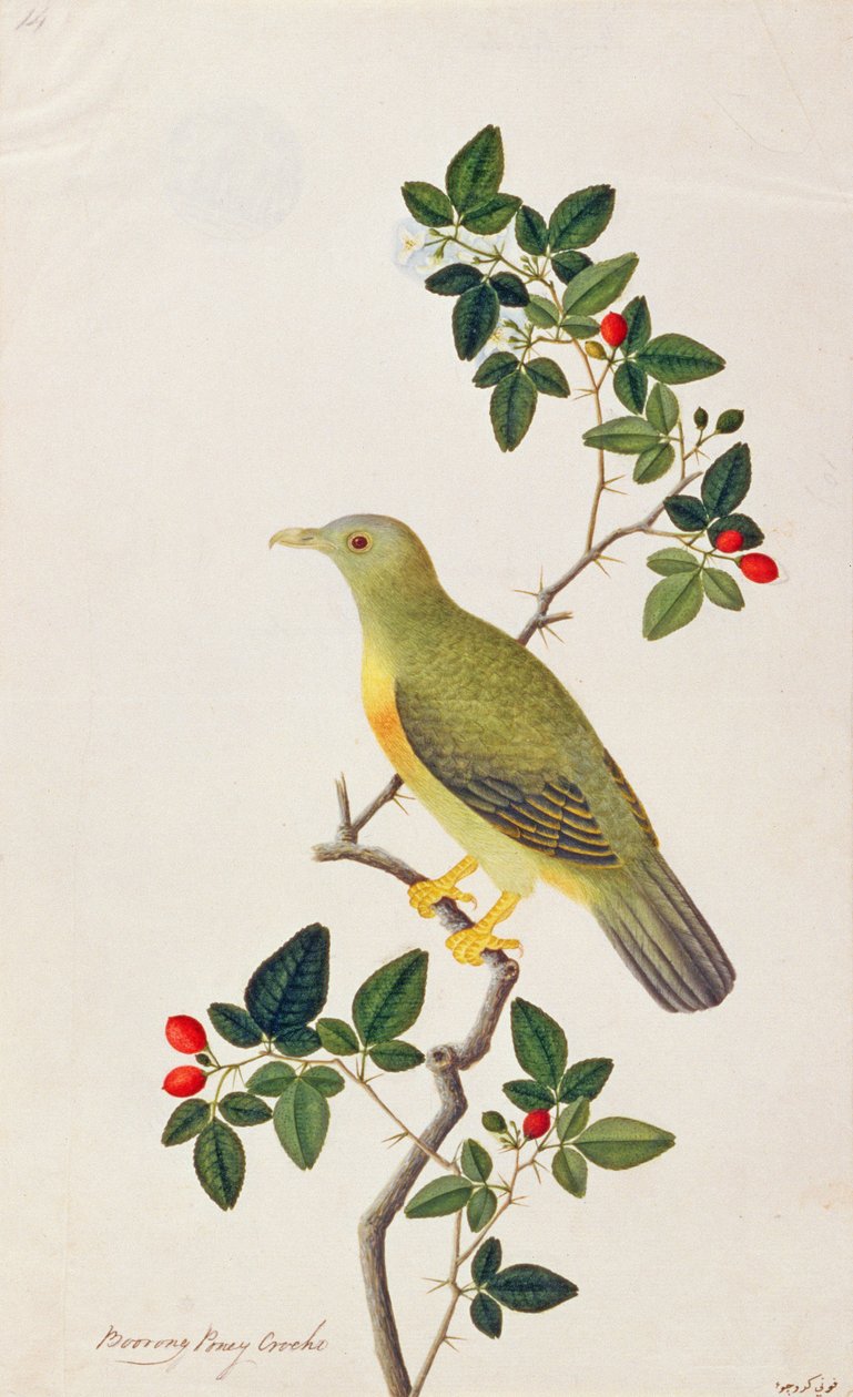 Velký zelený holub, z výkresů ptáků z Malacca, kolem 1805-18 (wc na papíře) od Chinese School