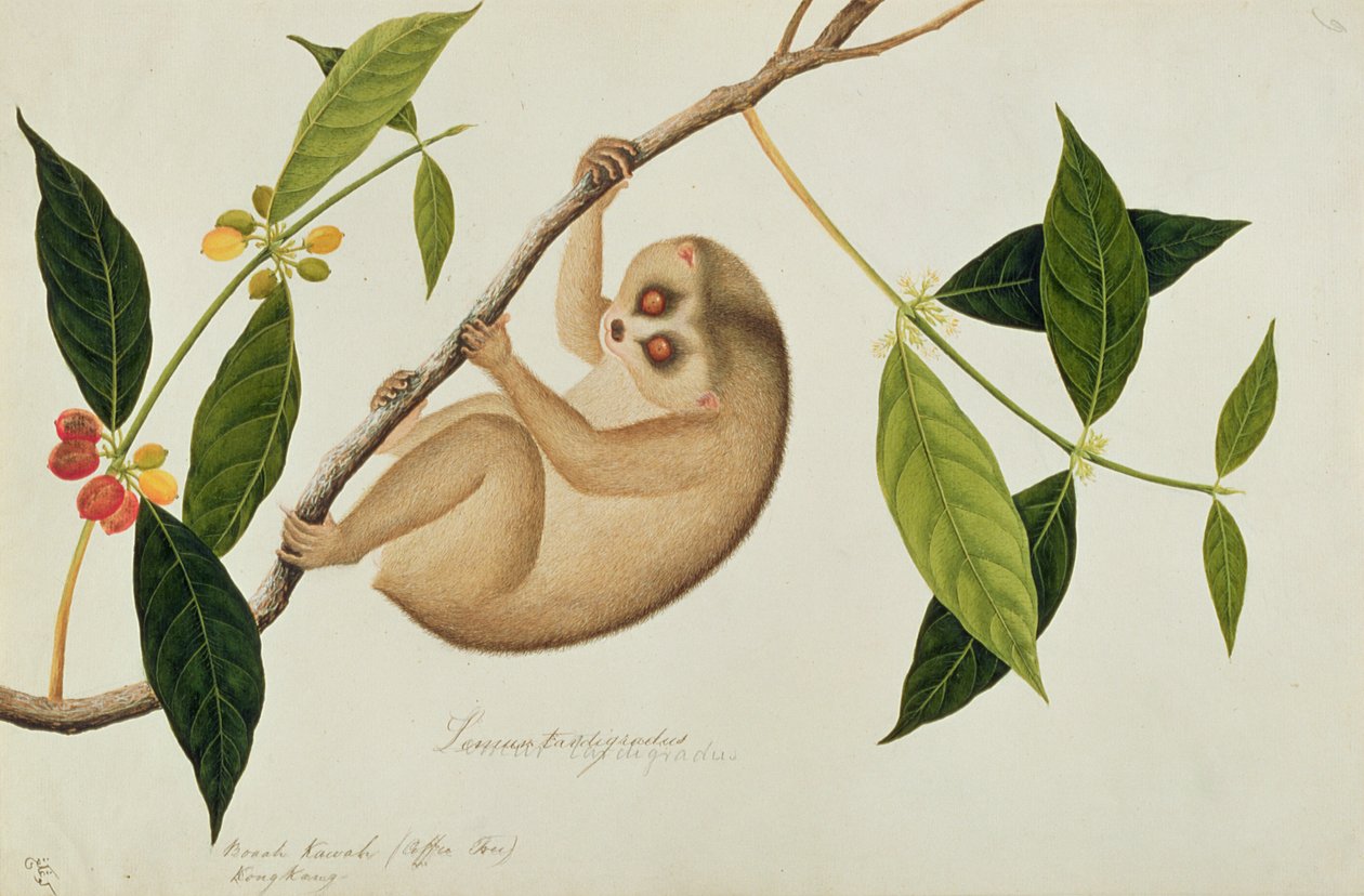 Lemur tardigradus, Booah Kawah (kávovník) Kong Kang, z kreseb zvířat, hmyzu a plazů z Malacca, kolem 1805-18 (wc a kvaš na papíře) od Chinese School