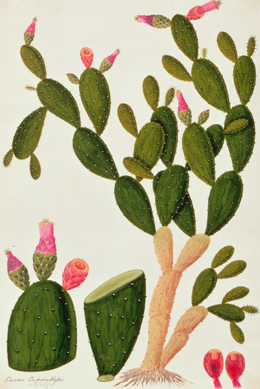 Liedah Badah, Cardasse Cochenille, z Drawings of Plants from Malacca, c.1805-18 (wc na papíře) od Chinese School