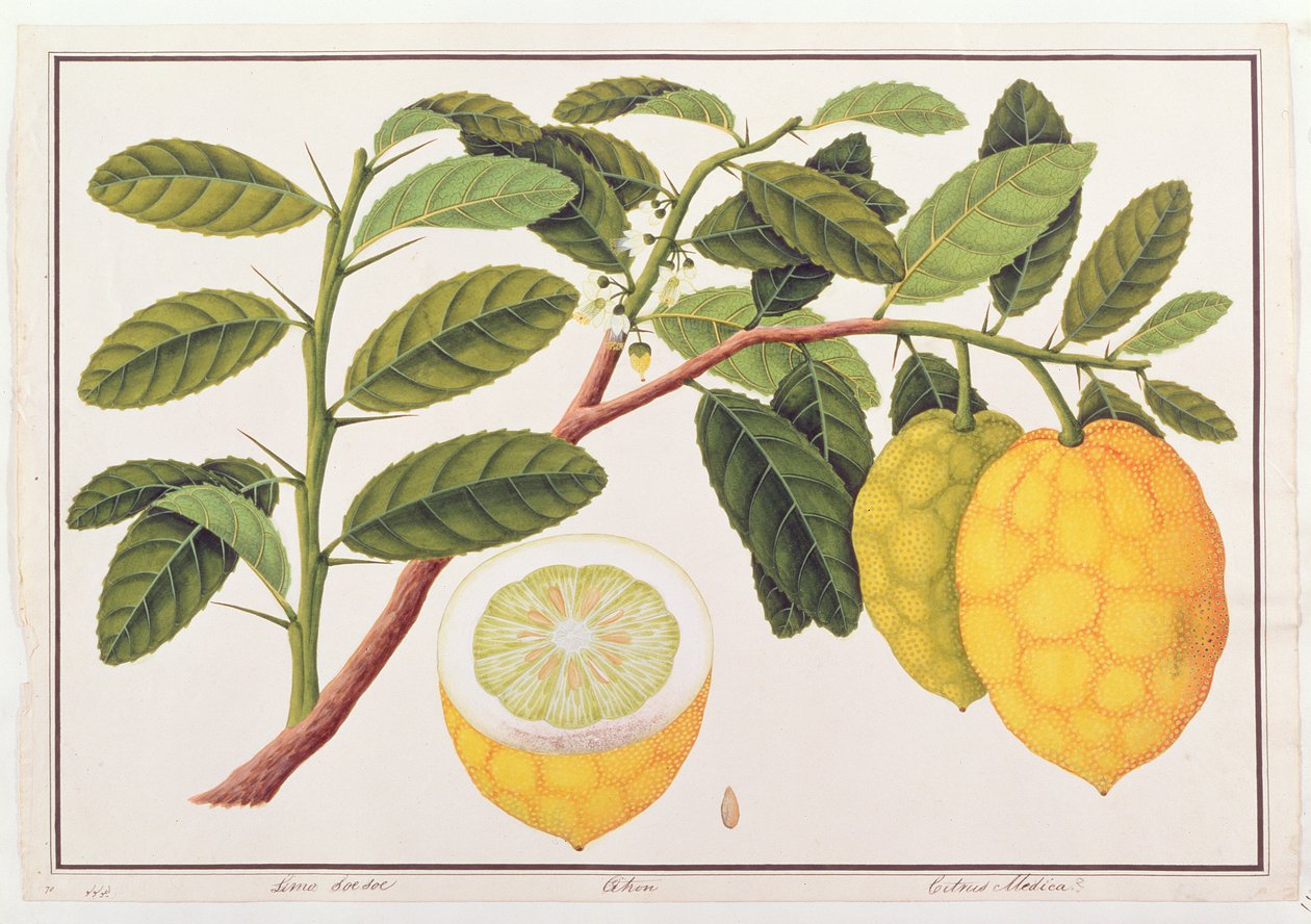 Limo Soe Soe, Strong nebo Citrus Medica, z výkresů rostlin z Malacca, c.1805-18 (wc na papíře) od Chinese School