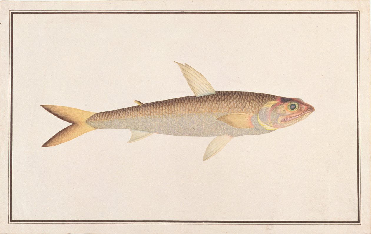 Lizardfish, from Drawings of Fishes from Malacca, c.1805-18 (wc na papíře) od Chinese School