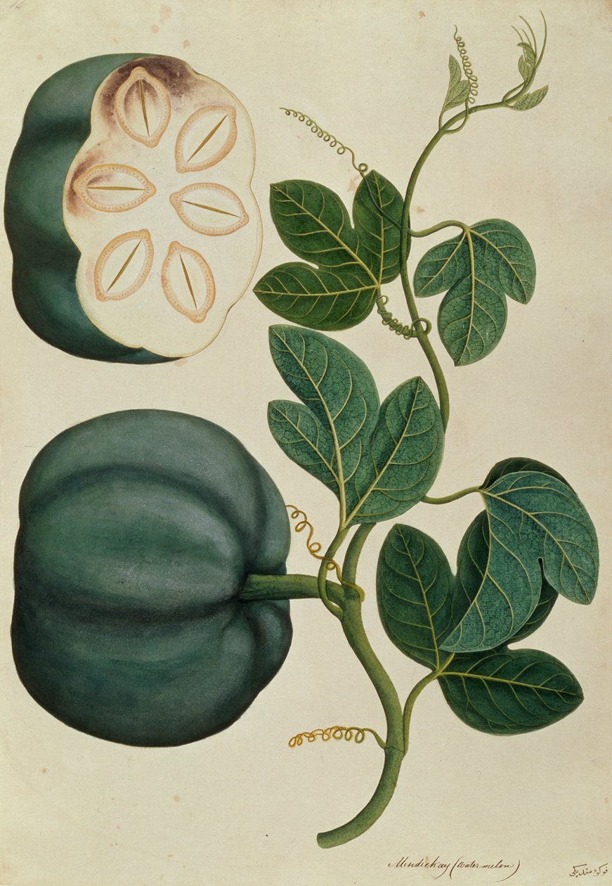 Mendickay nebo vodní meloun, z výkresů rostlin z Malacca, c.1805-18 (wc na papíře) od Chinese School