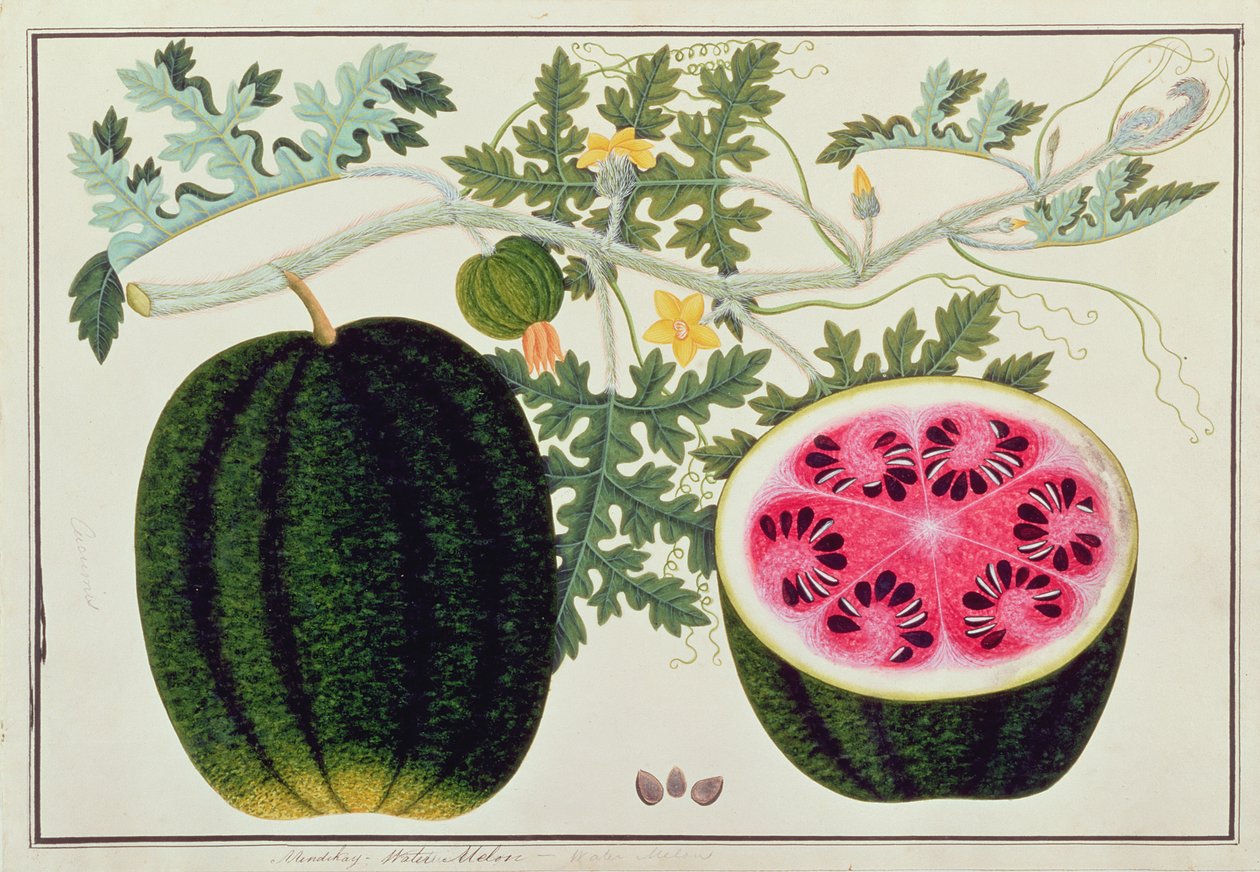 Mindikay nebo vodní meloun, z výkresů rostlin z Malacca, c.1805-18 (wc na papíře) od Chinese School