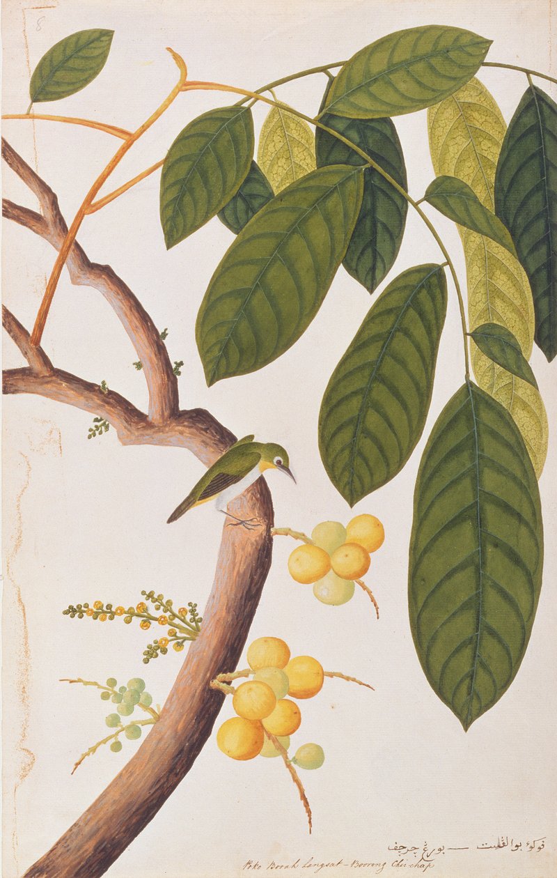 Oriental White-eye, from Drawings of Birds from Malacca, c.1805-18 (wc on paper) od Chinese School