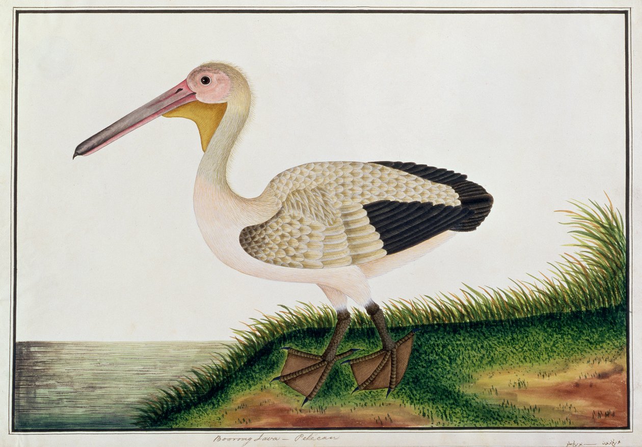Pelican, Boorong Java, from Drawings of Birds from Malacca, c.1805-18 (wc on paper) od Chinese School