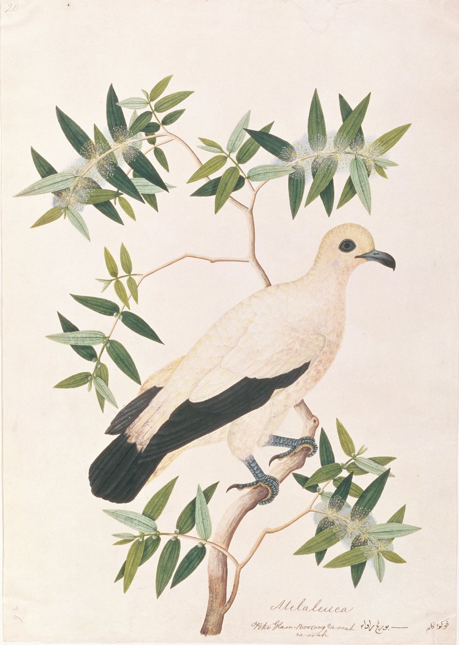 Pied Imperial Pigeon, from Drawings of Birds from Malacca, c.1805-18 (wc on paper) od Chinese School