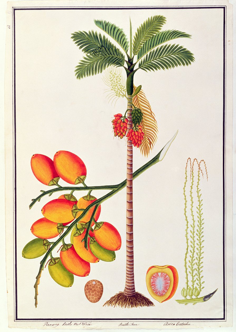 Pinang Betel Nut Tree, from Drawings of Plant from Malacca, c.1805-18 (wc on paper) od Chinese School