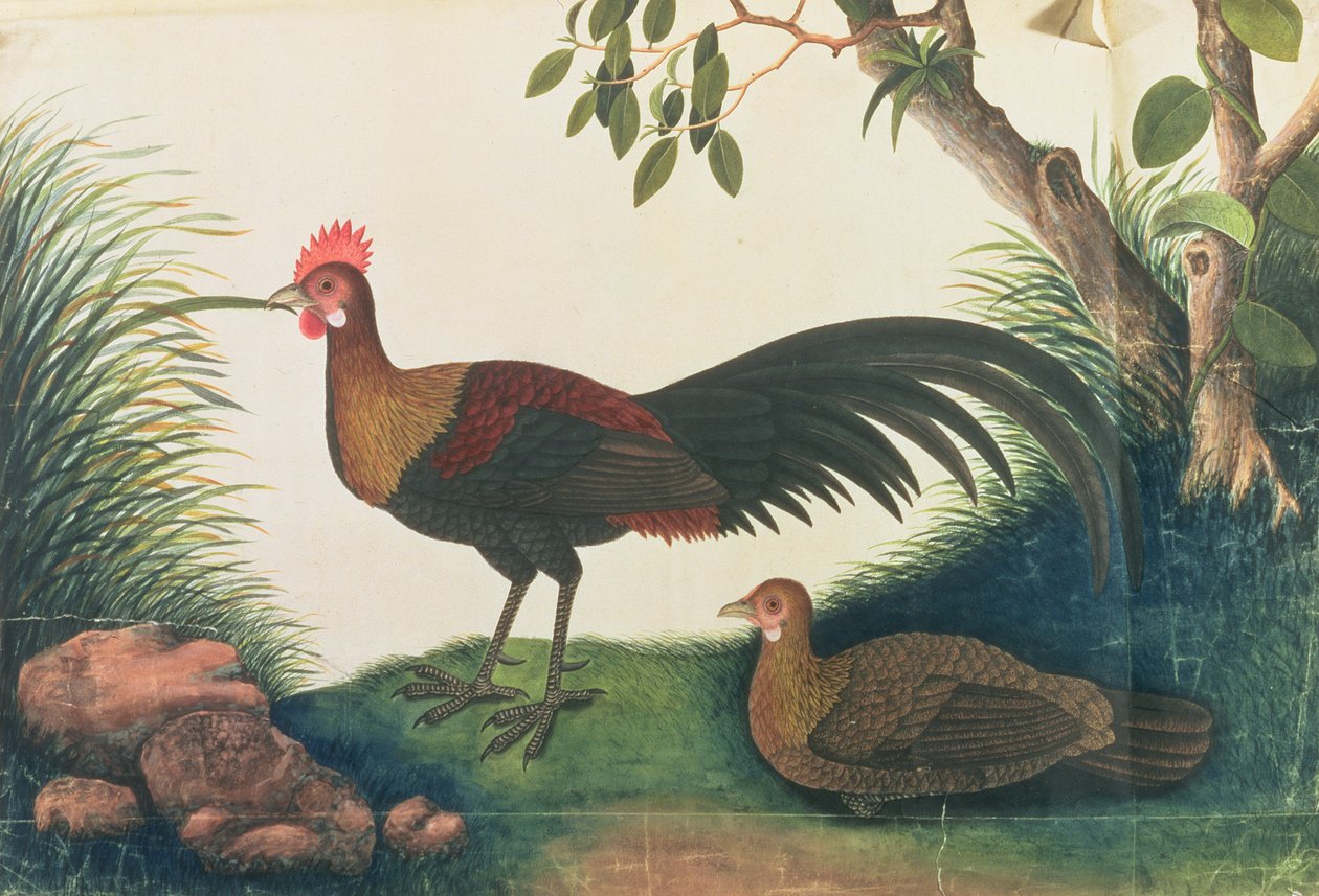 Drůbež, z výkresů ptáků z Malacca, kolem 1805-18 (wc na papíře) od Chinese School
