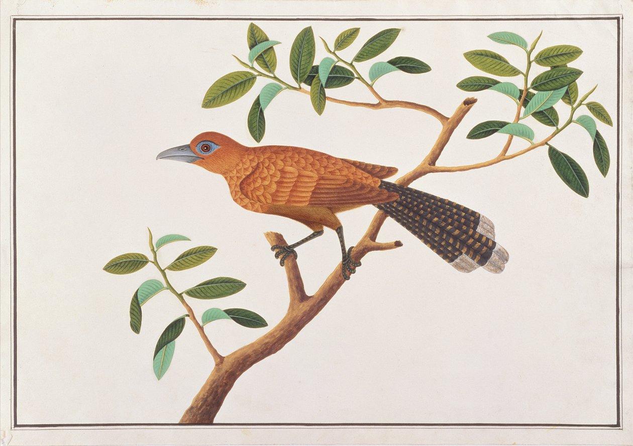 Raffles Malkoha, z Kresby ptáků z Malacca, kolem 1805-18 (wc na papíře) od Chinese School