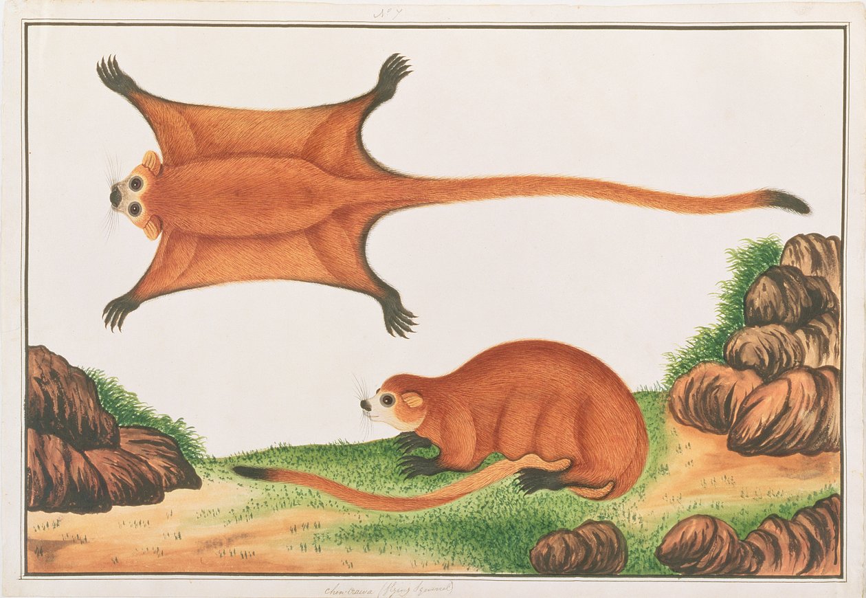 Red Giant Flying Squirrel, z kreseb zvířat, hmyzu a plazů z Malacca, kolem 1805-18 (wc a kvaš na papíře) od Chinese School
