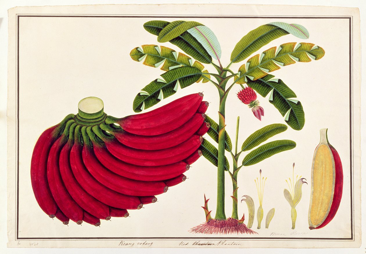 Jitrocel červený, Pisang udang, z výkresů rostlin z Malacca, kolem 1805-18 (wc na papíře) od Chinese School