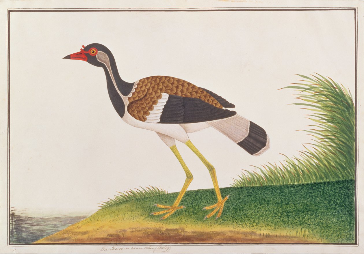 Čejka čejka červená, z kresby ptáků z Malacca, kolem 1805-18 (wc na papíře) od Chinese School