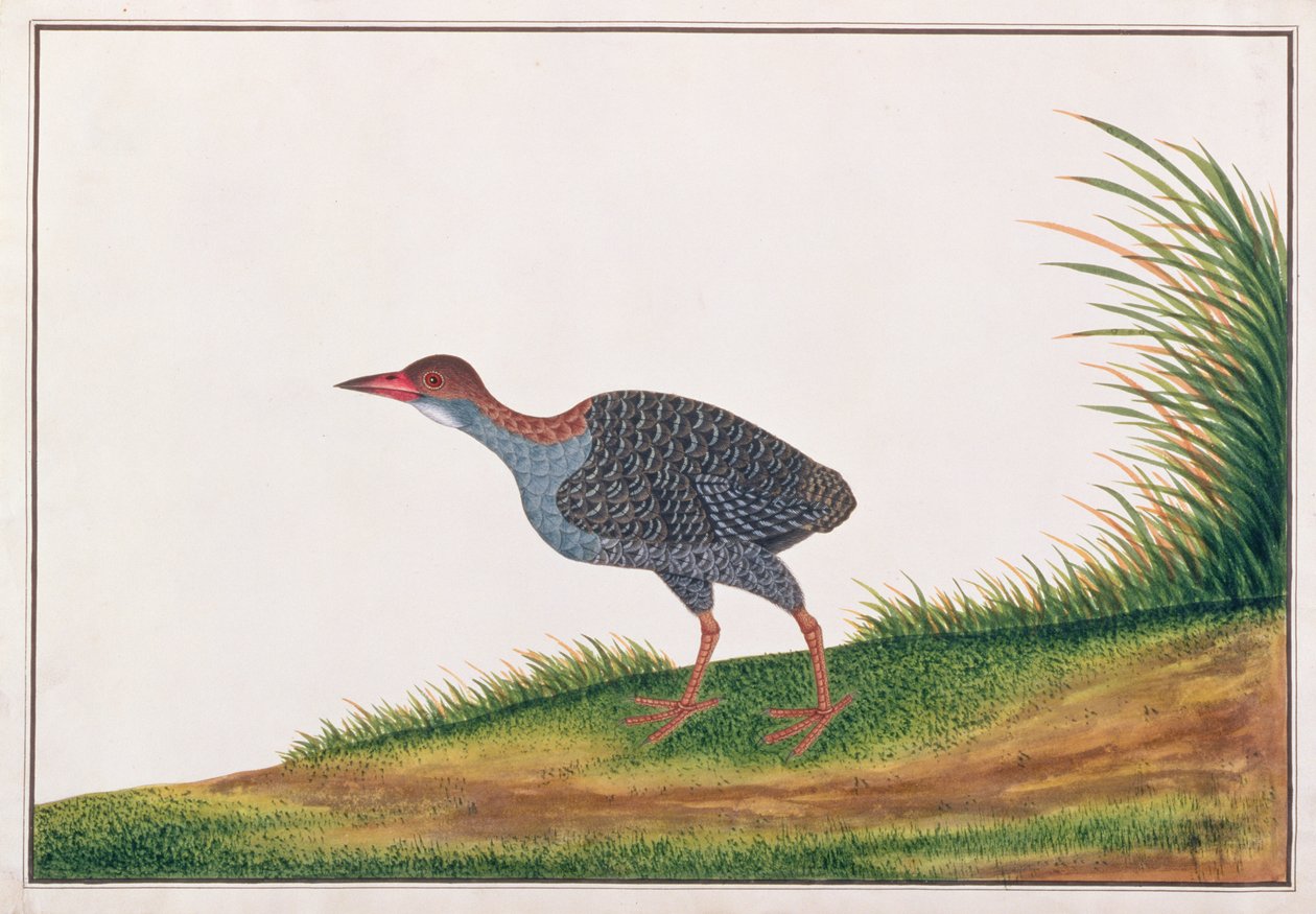 Slaty-breasted Rail, from Drawings of Birds from Malacca, c.1805-18 (wc on paper) od Chinese School