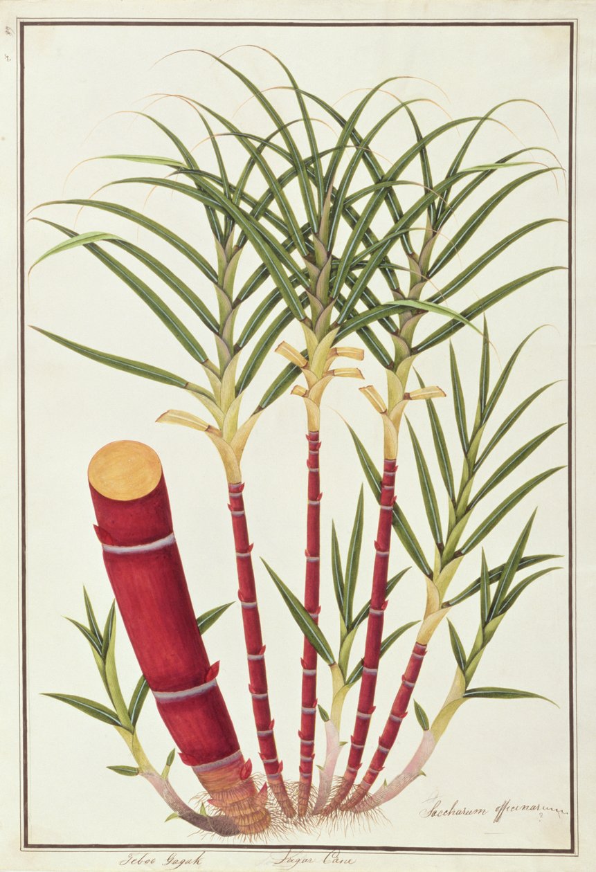 Cukrová třtina, Teboo Gagak, z výkresů rostlin z Malacca, kolem 1805-18 (wc na papíře) od Chinese School