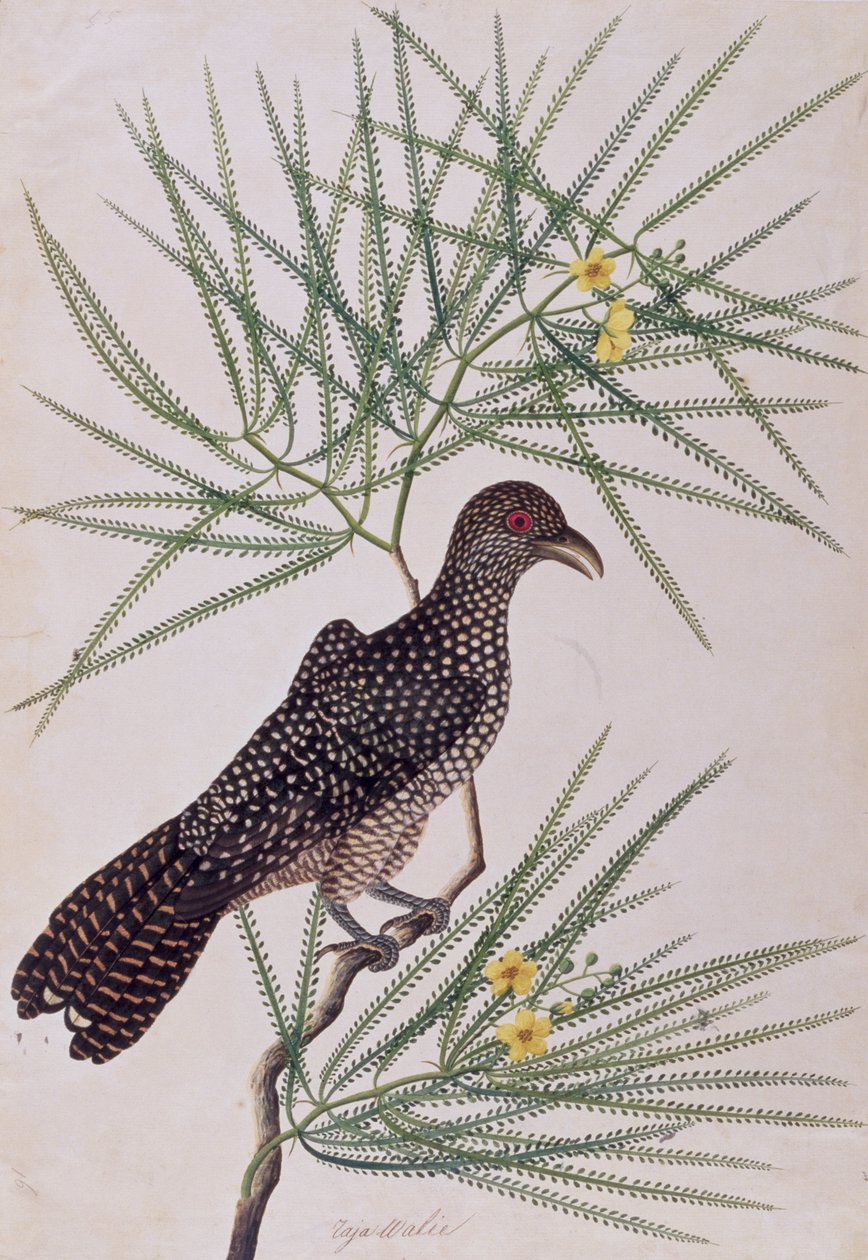 Taja Walie, z Drawing of Birds from Malacca, c.1805-18 (wc na papíře) od Chinese School