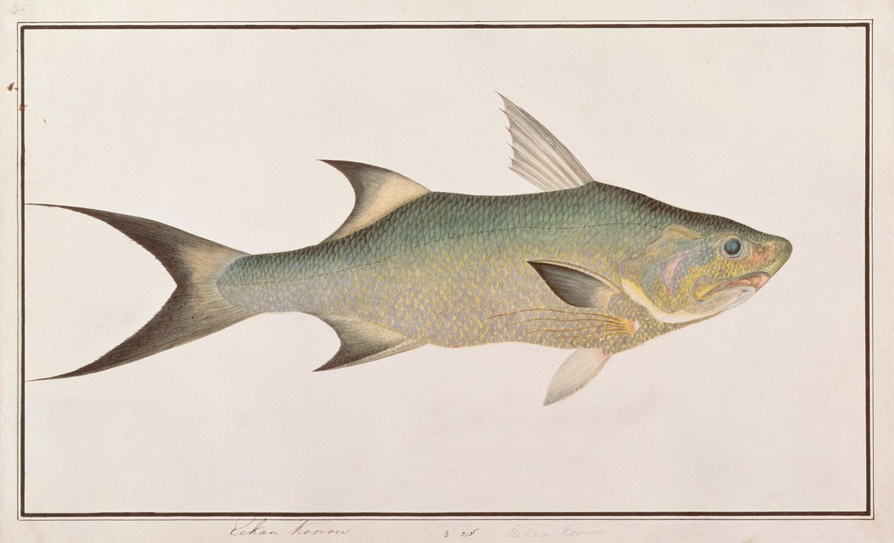 Threadfin, z Drawings of Fishes from Malacca, c.1805-18 (wc na papíře) od Chinese School