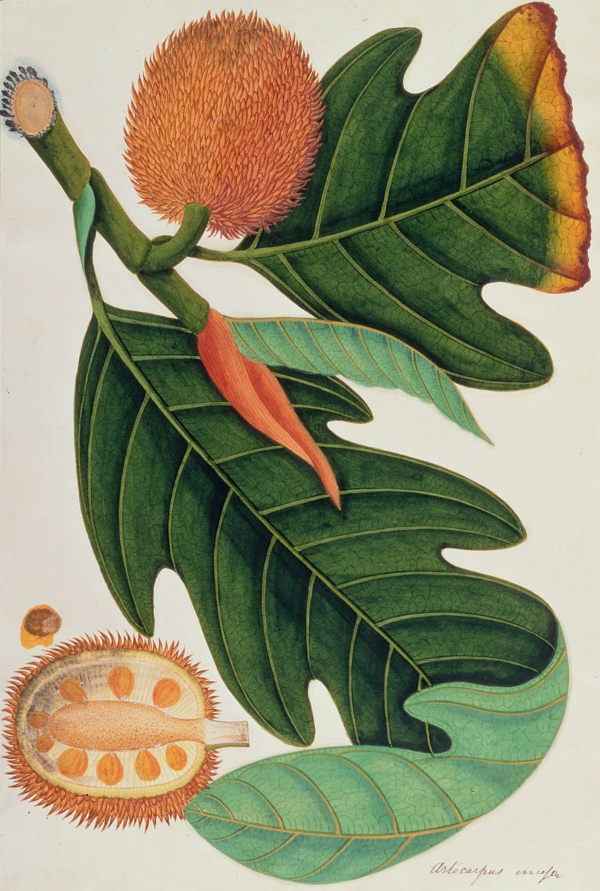 Trab nebo Artocarpus incesses, z výkresů rostlin z Malacca, c.1805-18 (wc na papíře) od Chinese School