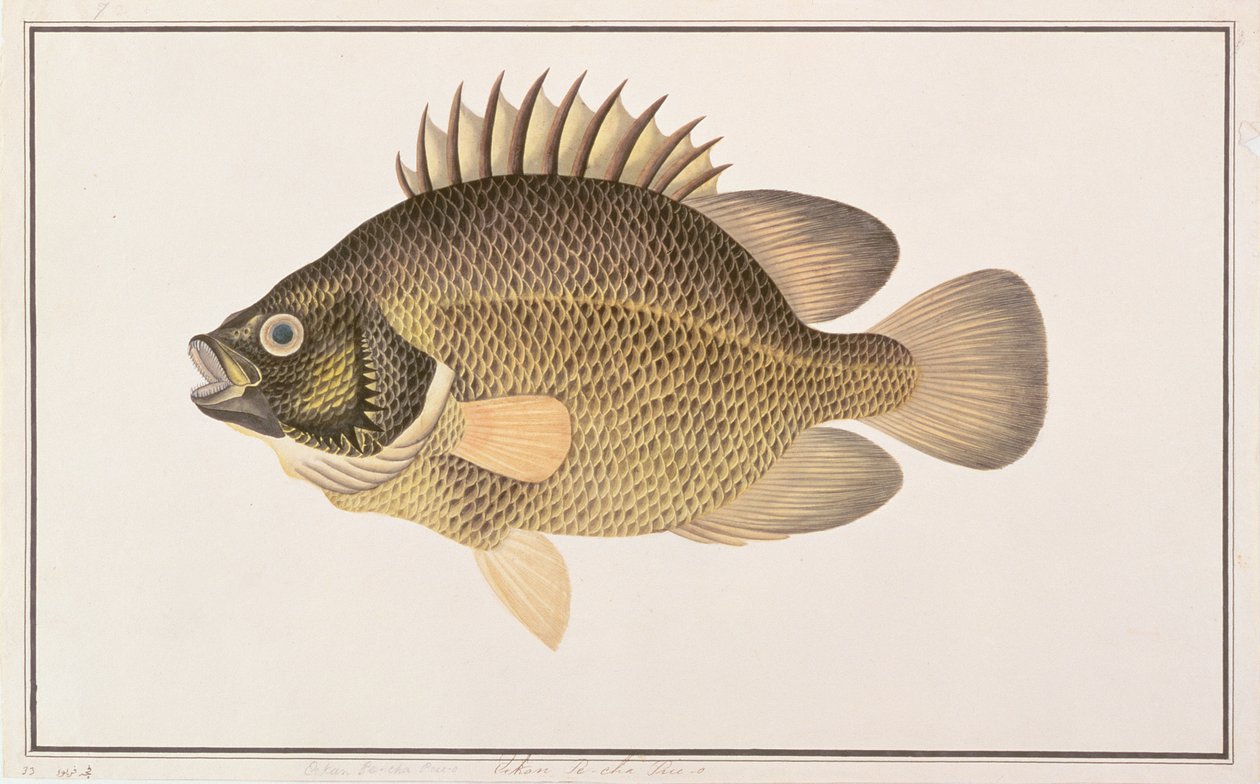 Tripletail, od Drawings of Fishes from Malacca, c.1805-18 (wc na papíře) od Chinese School