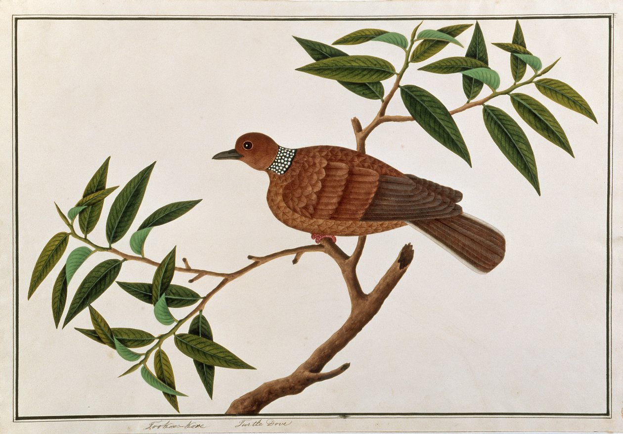 Turtle Dove, Tookoo-Kore, from Drawings of Birds from Malacca, c.1805-18 (wc on paper) od Chinese School