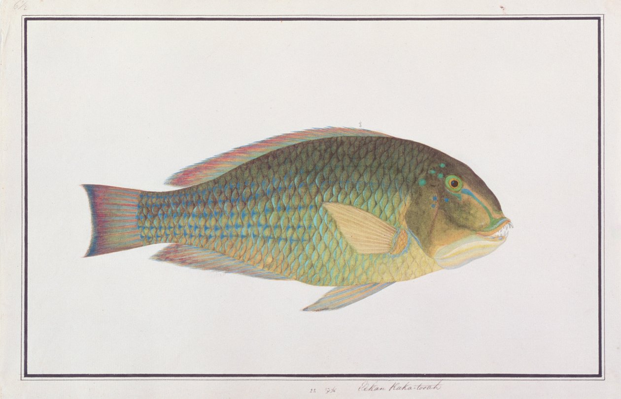 Tuskfish, from Drawings of Fishes from Malacca, c.1805-18 (wc na papíře) od Chinese School