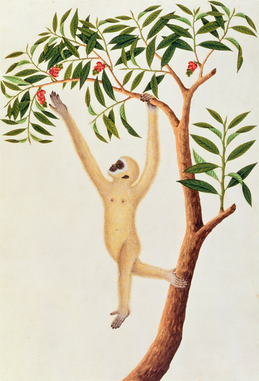 White Long Armed Ape, Ongka Pootre, z kreseb zvířat, hmyzu a plazů z Malacca, kolem 1805-18 (wc a kvaš na papíře) od Chinese School
