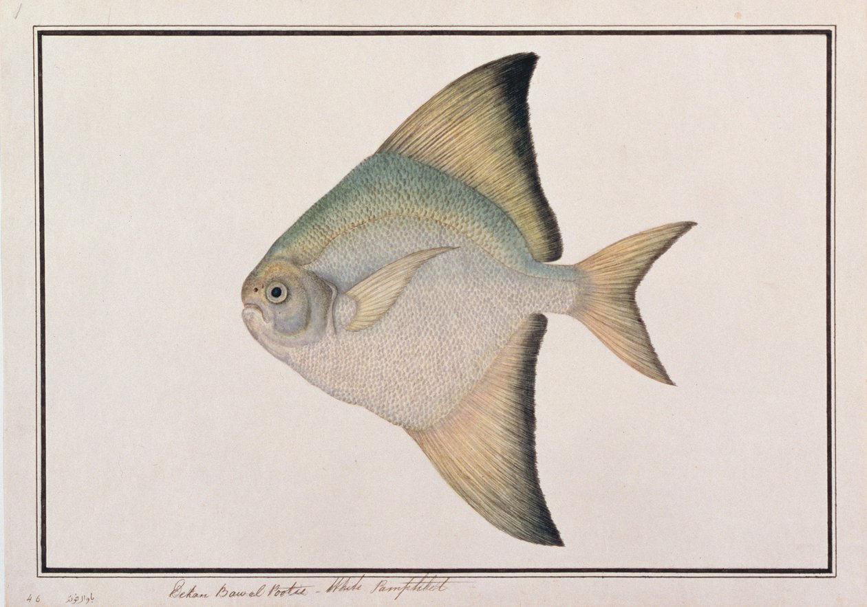 Bílá pomfret, z kresby ryb z Malacca, kolem 1805-18 (wc na papíře) od Chinese School