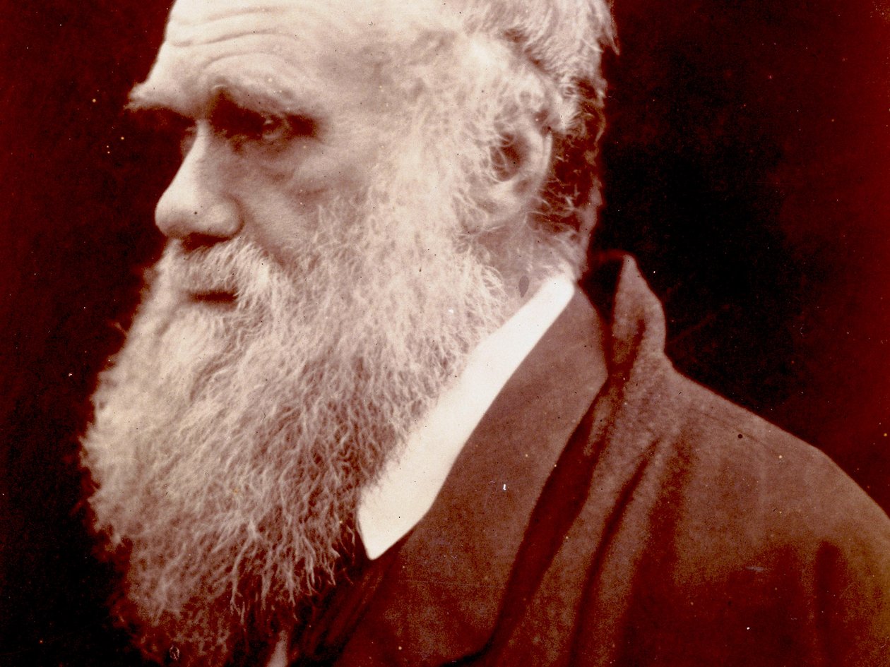 Portrét Charlese Darwina, 1859 od English Photographer