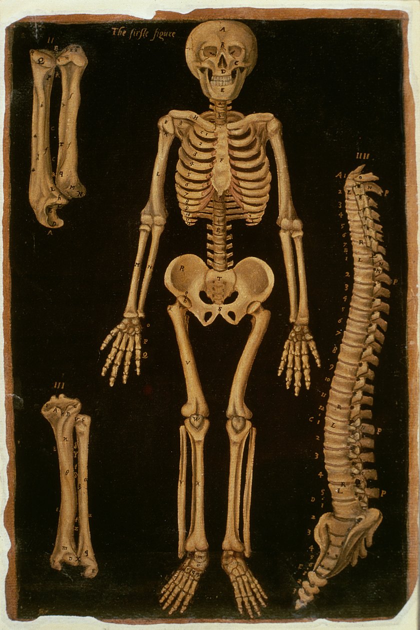 Paní Hunter 364 Table II Dissection, from Anatomical Tables, John Banister (1540-1610) (olej na hnědém papíře) od English School