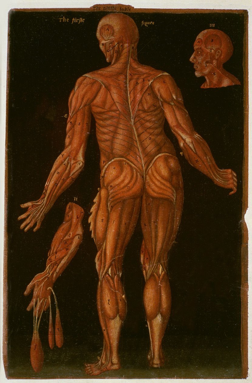 Paní Hunter 364 Table VIII Dissection, c.1170, from Anatomical Tables, John Banister (1540-1610) (olej na hnědém papíře) od English School