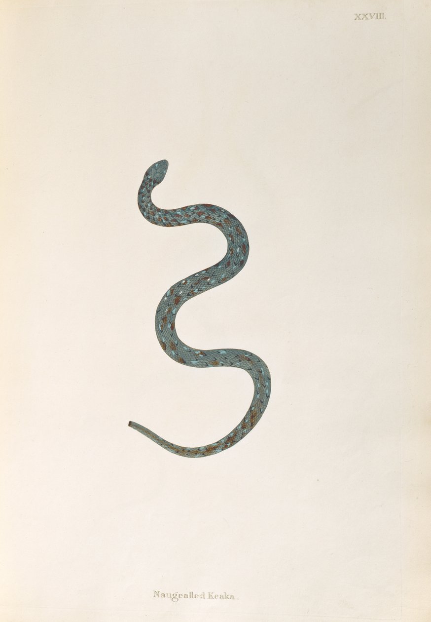 Naugealled Keaka Snake z knihy An Account of Indian Serpents sebrané z Coast of Coromandel Patrickem Russellem, Londýn, 1796 od English School