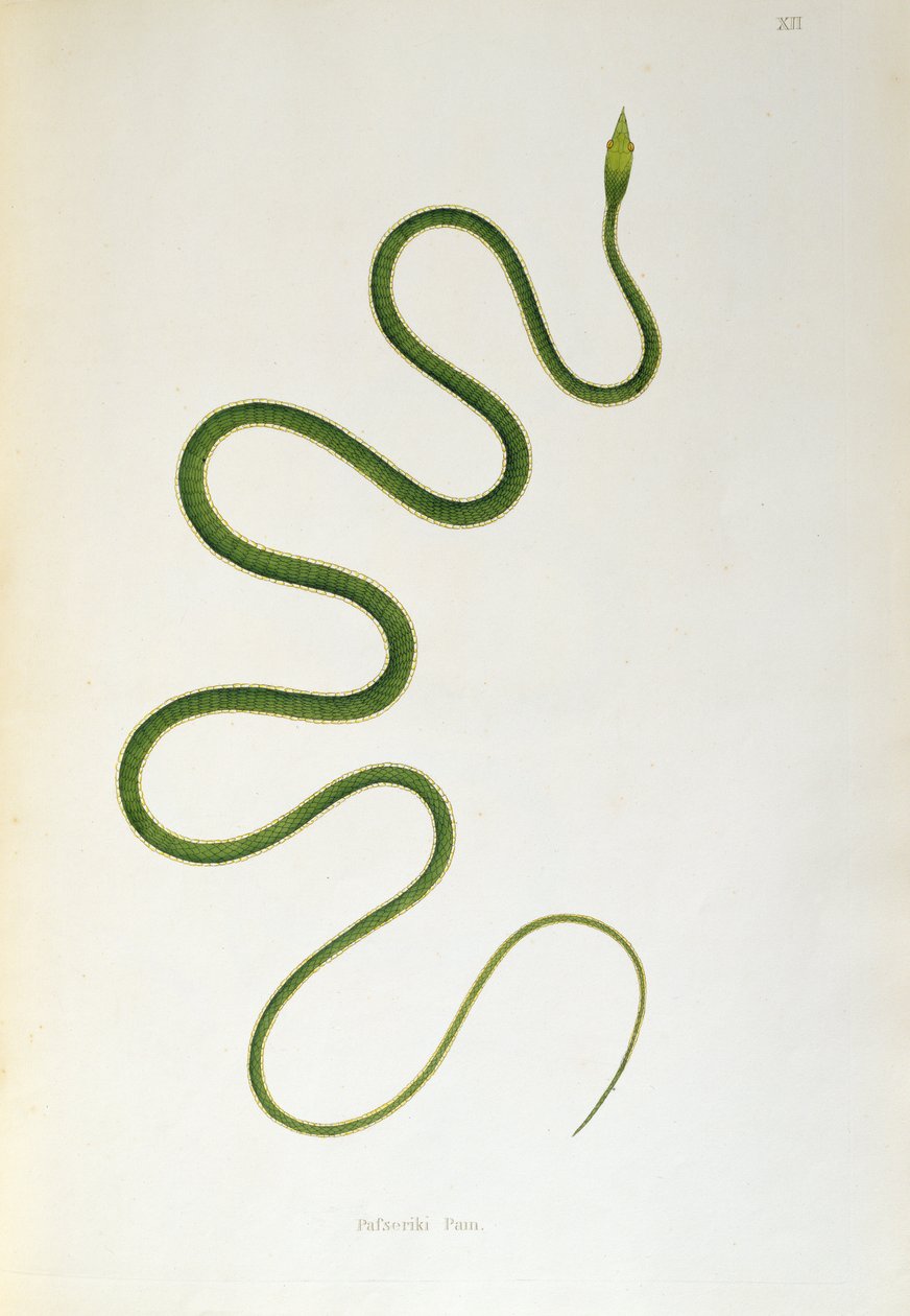 Pafseriki Pam Snake z knihy An Account of Indian Serpents sebrané z pobřeží Coromandel Patrickem Russellem, Londýn, 1796 od English School