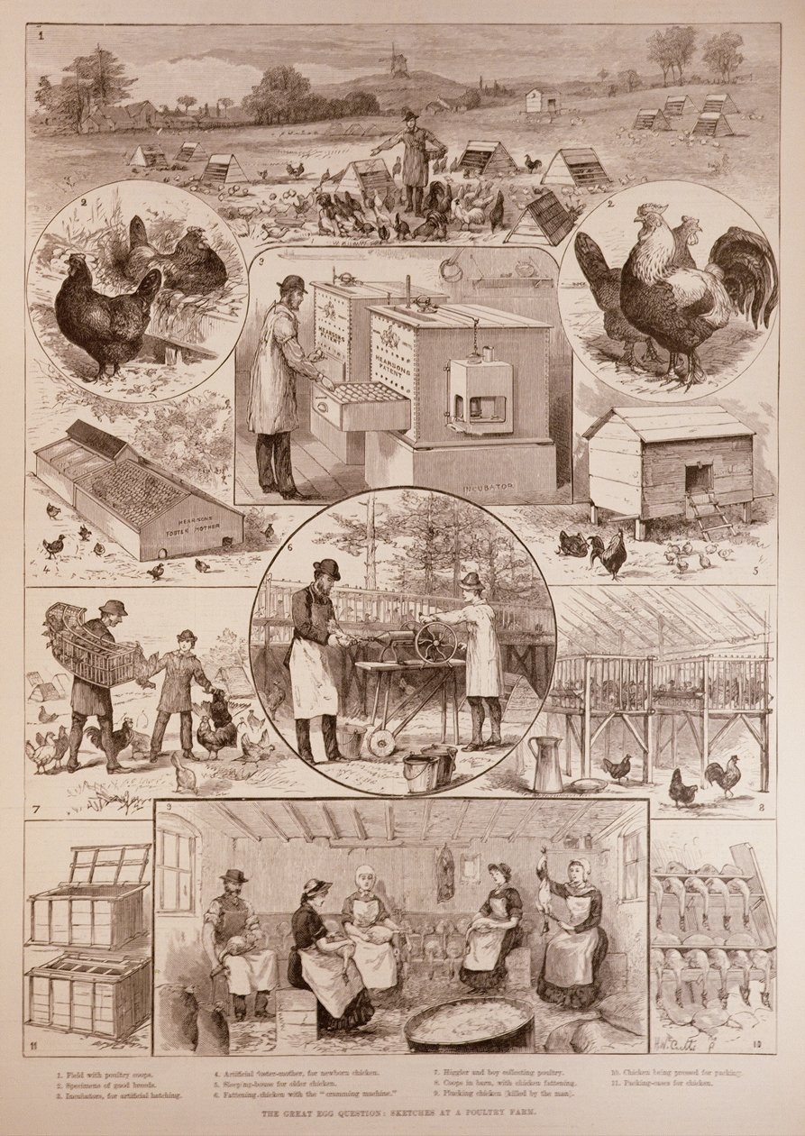 The Great Egg Question: Sketches at a Drůbeží farma, z The Illustrated London News, 2. dubna 1887 od English School