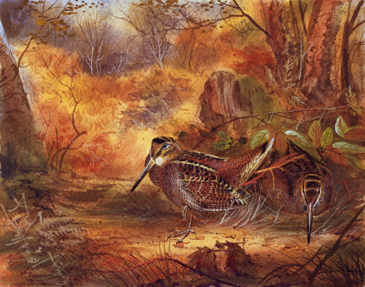 Woodcocks, cca 1890 (wc na papíře) od English School
