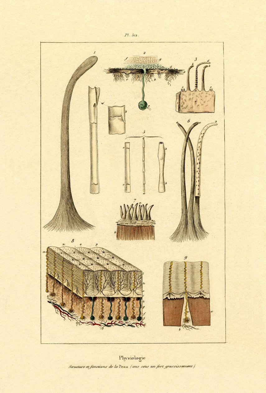 Lidská kůže, 1833-39 od French School
