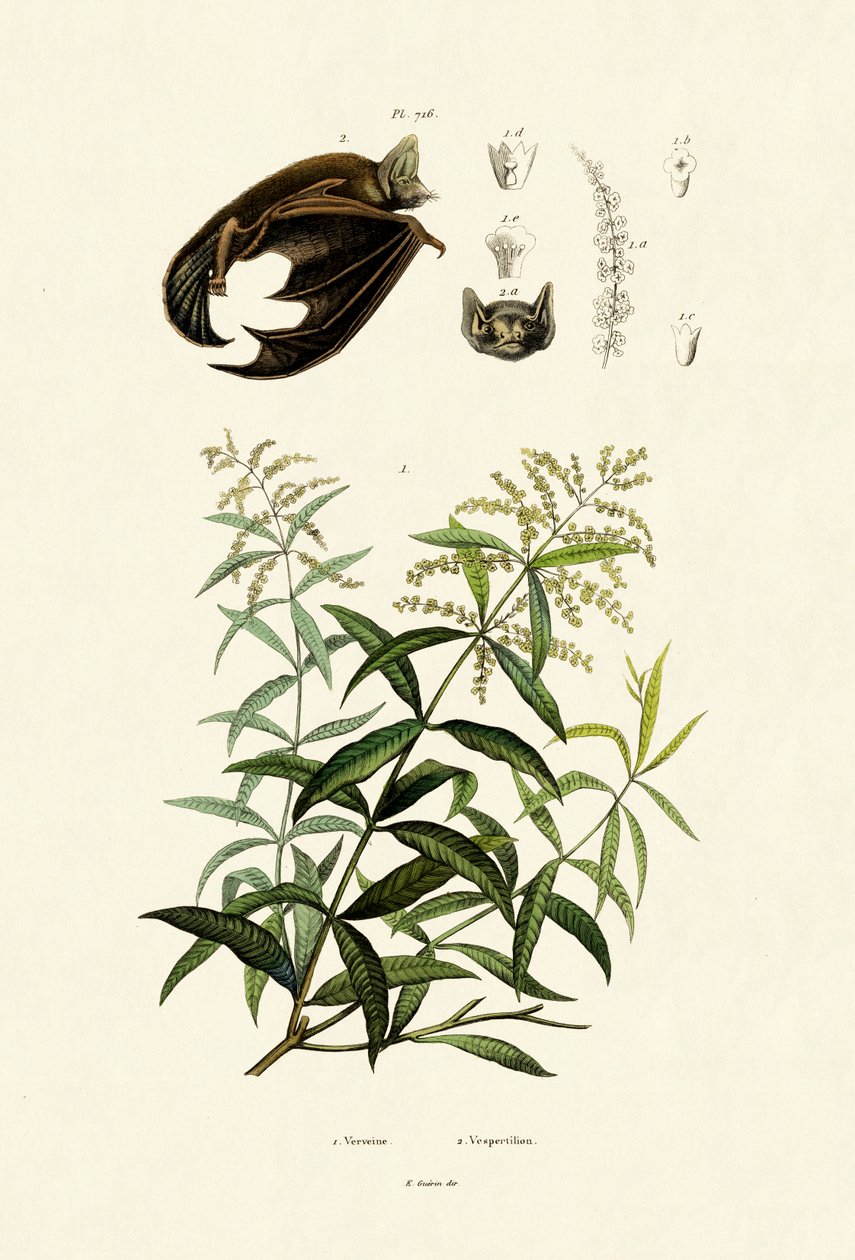 Lemongras, 1833-39 od French School