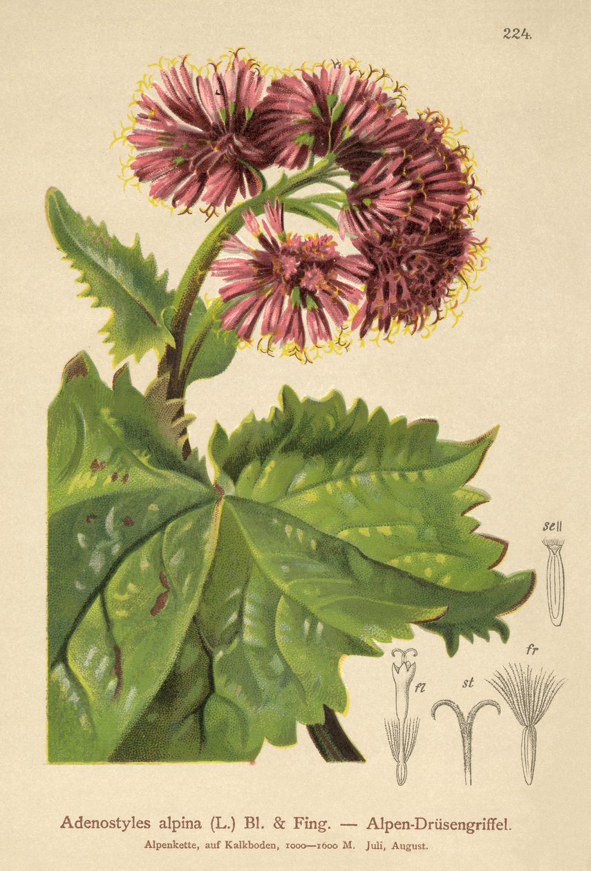 Adenostyle (Adenostyles alpina, Adenostyles glabra) od German School