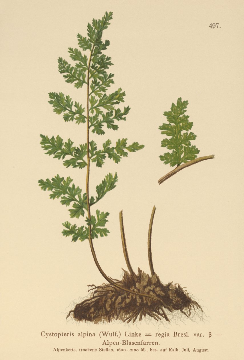 Kapradina alpská (Cystopteris alpina, Cystopteris regia) od German School