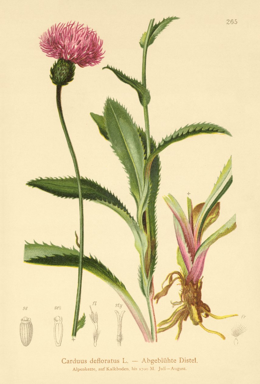 bodlák alpský (Carduus defloratus) od German School