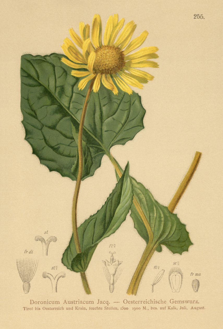 Rakouští levharti-bane (Doronicum Austriacum) od German School