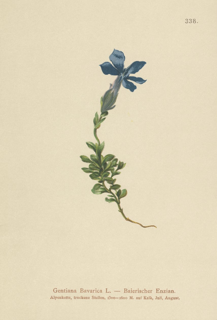 Hořec bavorský (Gentiana Bavarica) od German School